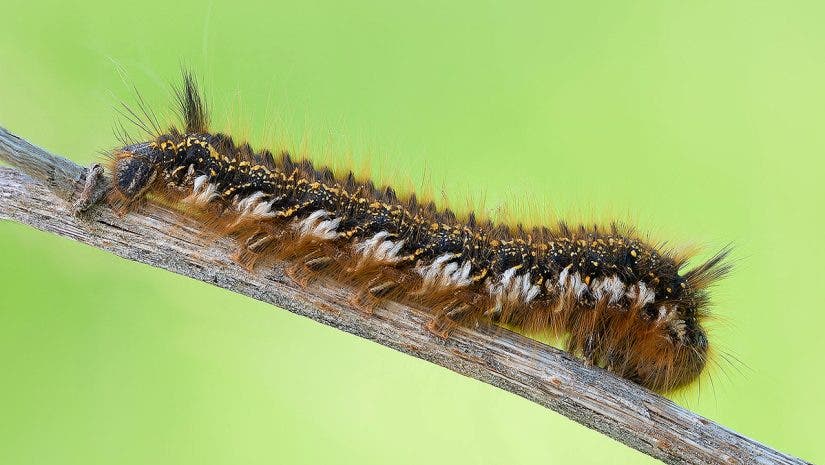 Drinker moth catarpillar