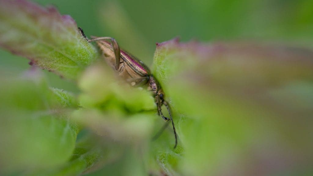 Too shallow DOF example