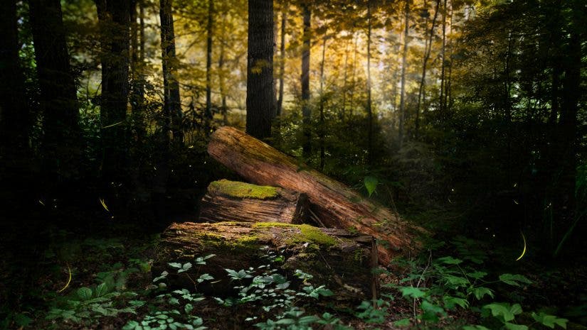 Image taken during Matt Stock's residency at the Great Smoky Mountains National Park.
