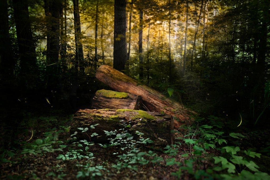 Image taken during Matt Stock's residency at the Great Smoky Mountains National Park.