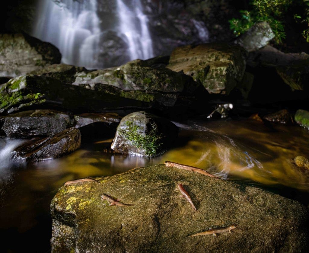 Image taken during Matt Stock's residency at the Great Smoky Mountains National Park. -Matt Stock, The Gathering, 2025