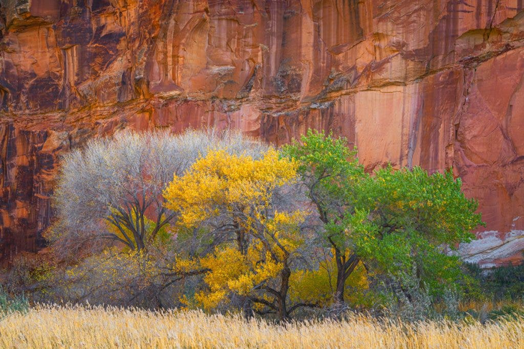 Landscape photography challenges you to find and capture rarities in the natural world. Whether this be rare light, rare conditions, or something out of the ordinary, it’s a never-ending chase. This photo was shot just before leading a workshop in Capital Reef National Park, and I loved how I was able to capture three cottonwood trees next to each other, all in different stages of their leaf shedding in autumn. The rock wall background also added the perfect touch to show off the desert. Compositions like this are the result of hours of scouting, so when everything lines up perfectly, the feeling is amazing.