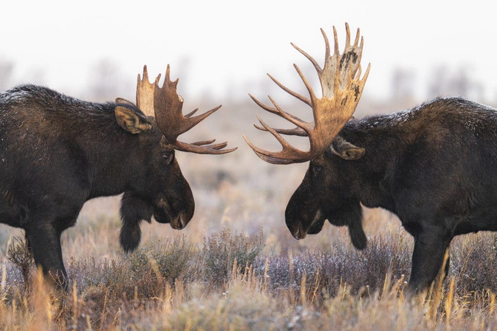 I’ve picked up a passion for wildlife photography over the last couple of years. I love the way it blends landscape photography with a moving subject, forcing you to think about the best way to utilize the landscape to tell a story with an animal. This particular scene was from November of 2024 in Grand Teton National Park when two bull moose were facing off after a light dusting of snow overnight. As expected, the moose on the left quickly turned away, but seeing these two massive animals lock eyes was quite an experience.