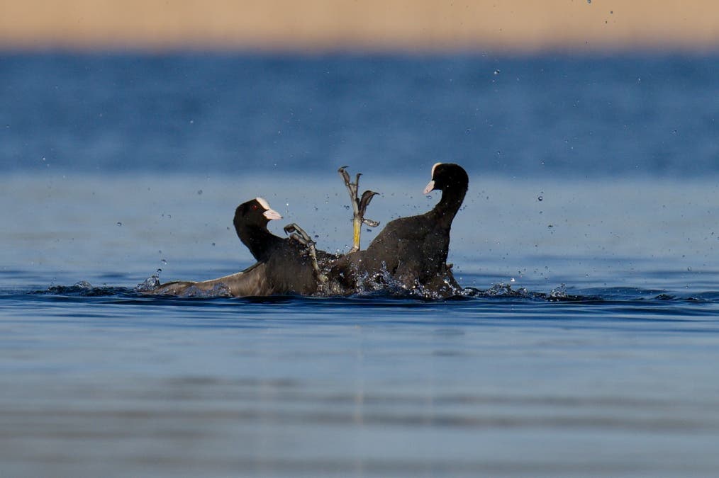 Coots Fighting
