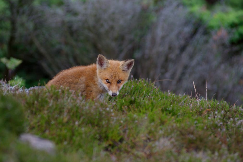 Fow Puppy in the Wild