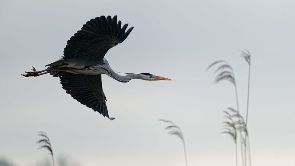 Heron flying