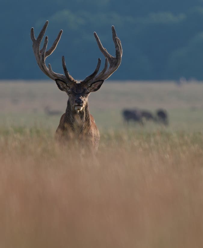 Red Deer Stag - Good Timing thanks to yearly calendar planning
