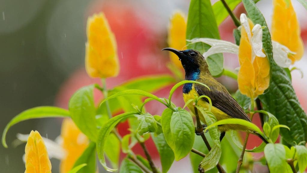 Sun Bird In Rain