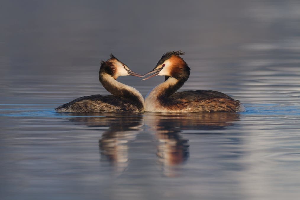 Two Grebes sighting planned from calendar