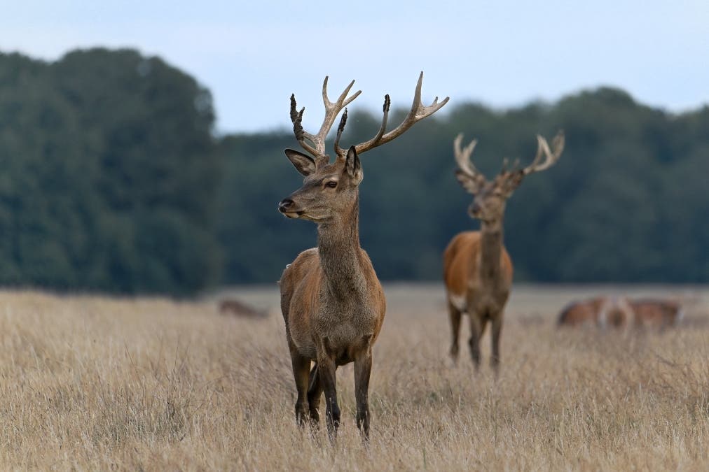 Two Young Red Deer Stags scaled