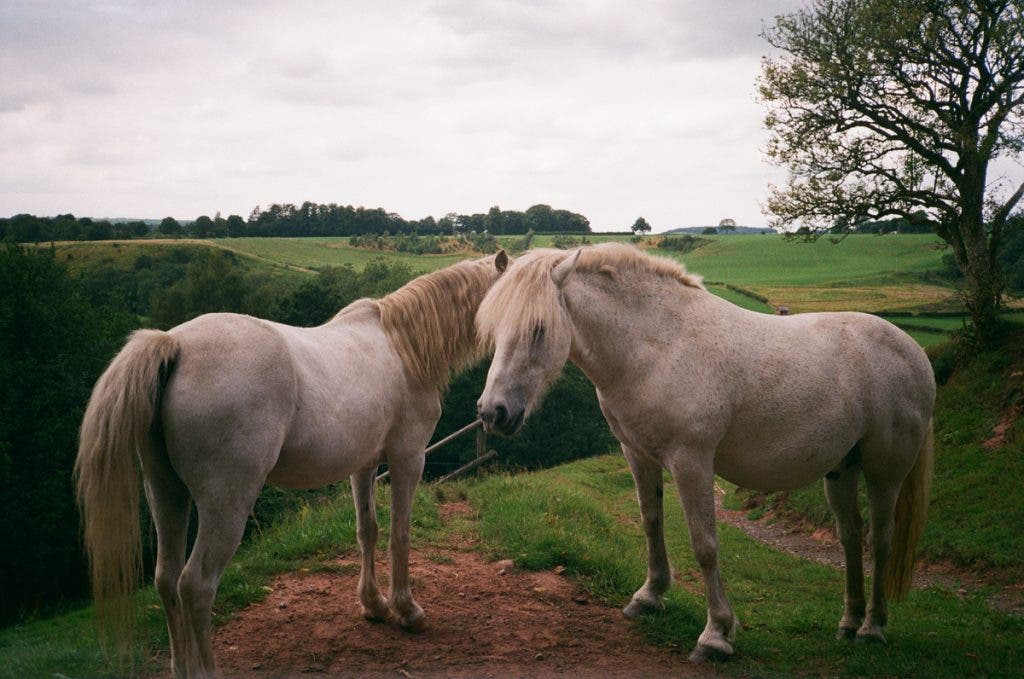 Horses captured with a point and shoot