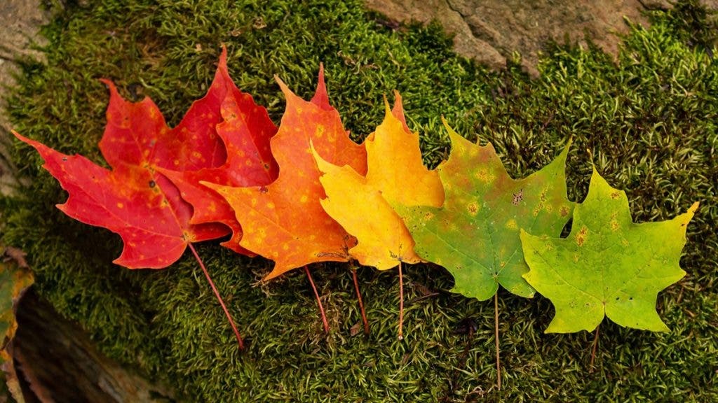 An arrangement of various shades of autumn leaves