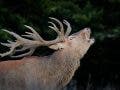 Red Deer Bellowing