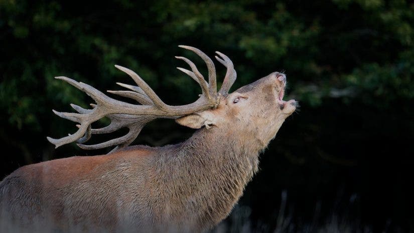 Red Deer Bellowing