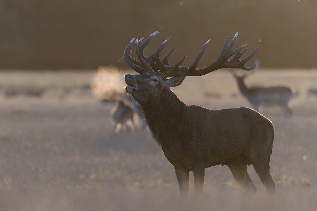 Red Deer Bellowing 
