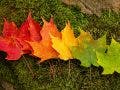 5 leaves of varying fall shades are arranged on the grass