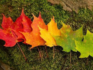 5 leaves of varying fall shades are arranged on the grass