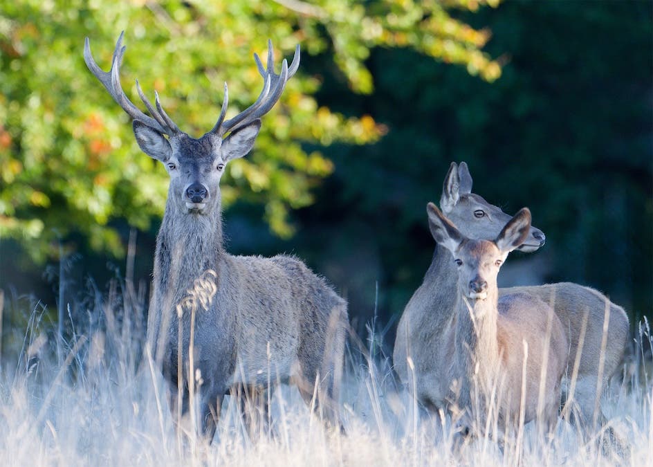 Young Red Deer Stag With two hinds