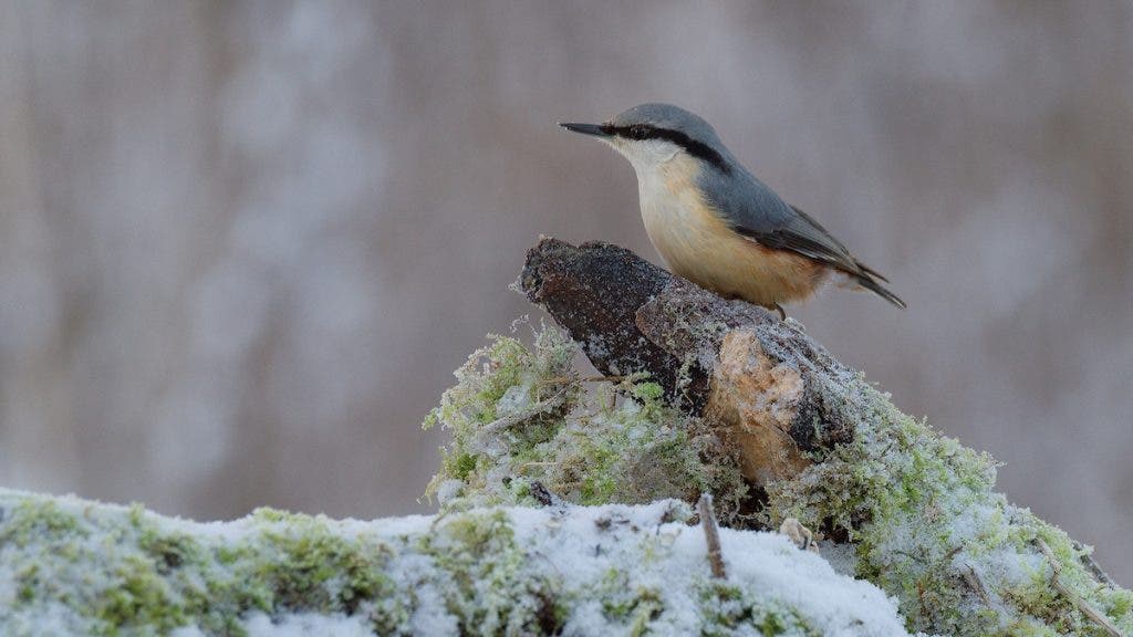 Cold weather is normally not very inviting. However, with the purpose of capturing forest birds, I spent 4 hours in a hide, in -10 Celcius, enjoying nature and what presented itself to me. 