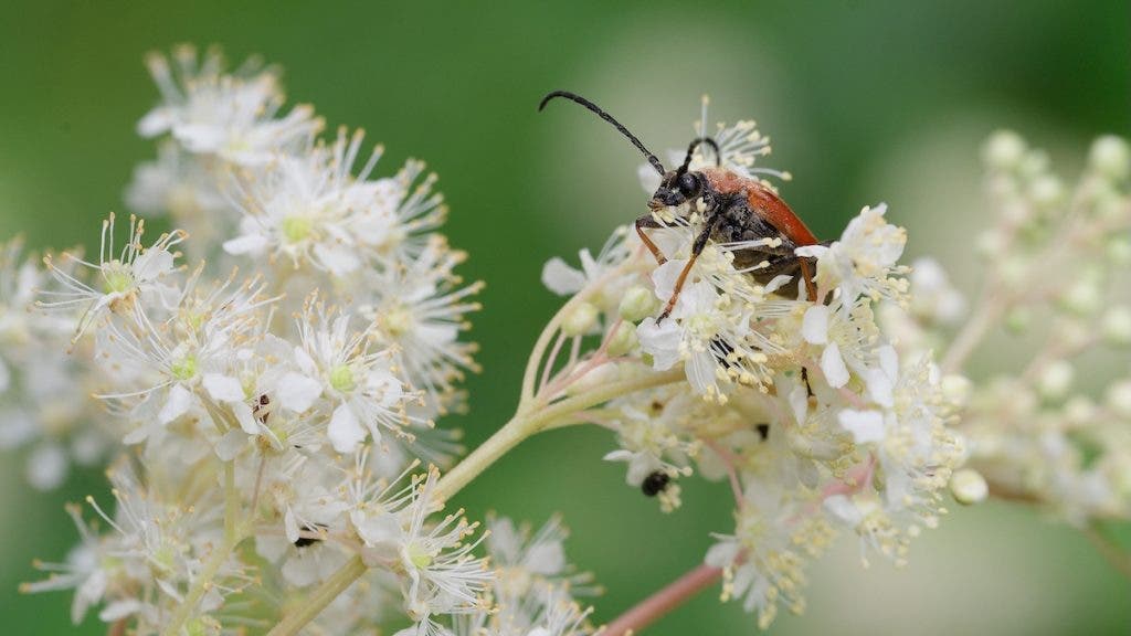 Horned beetle on flower