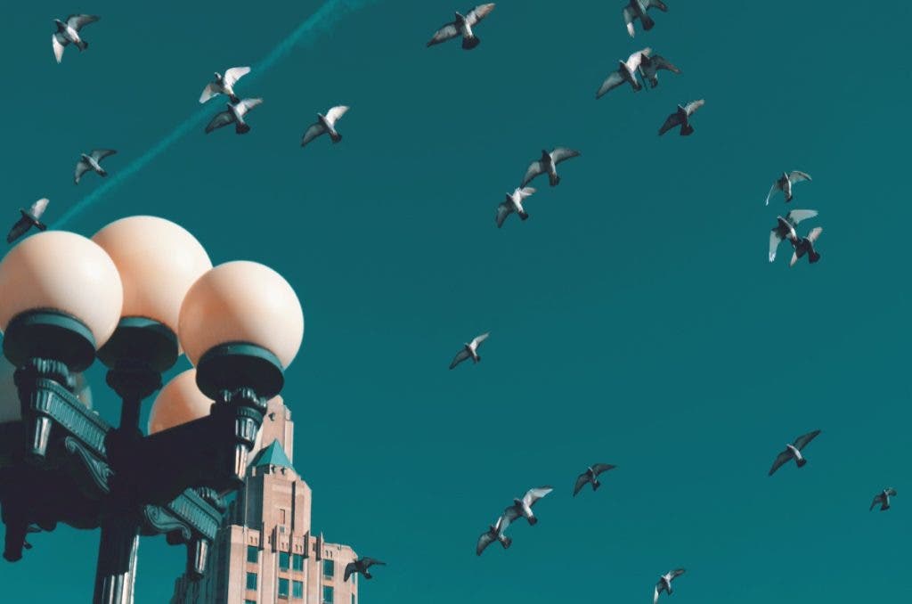 Greenish sky over pink street lights