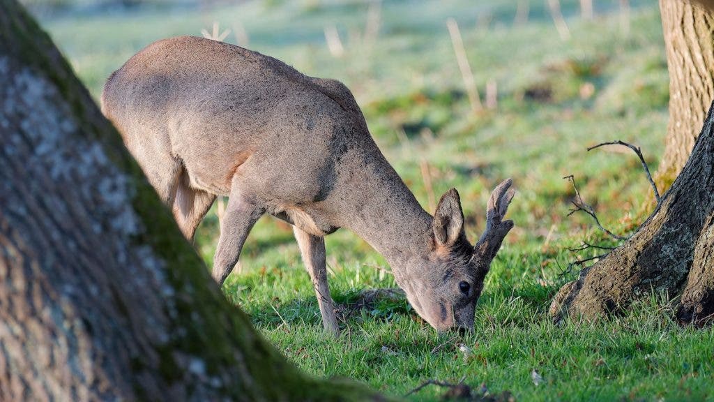 Roe Deer at Flommen