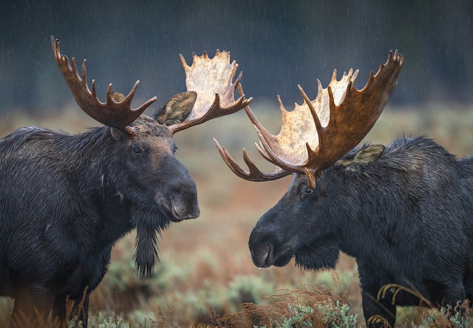 I had to quickly bring my tripod to its maximum height to capture this pose, which lasted just a matter of seconds.