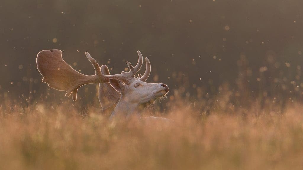 a deer poking its head out of the grass