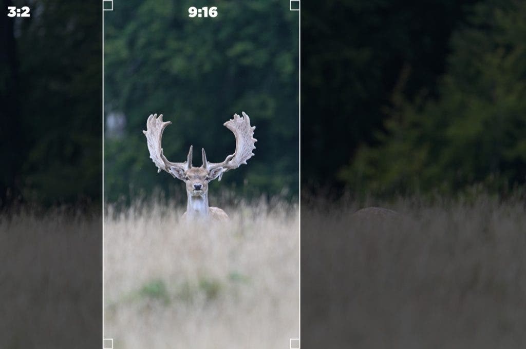 Deer showing open gate ratios