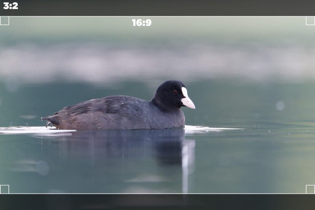 Duck showing open gate ratios