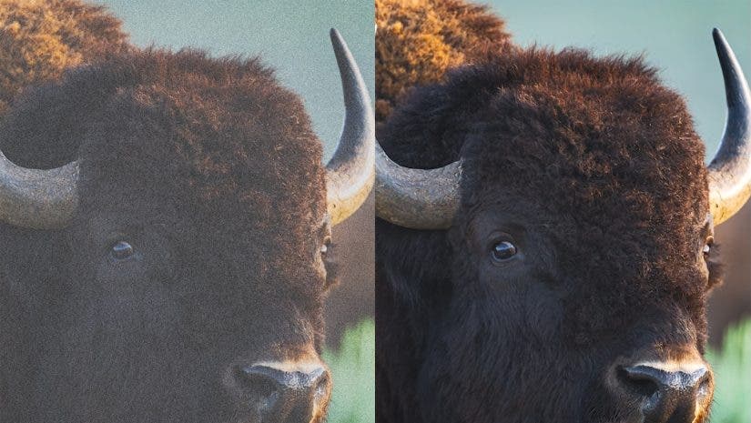 moose image with grain before and after