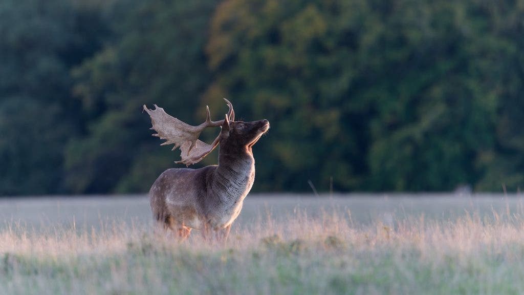 Fallow deer in evening light