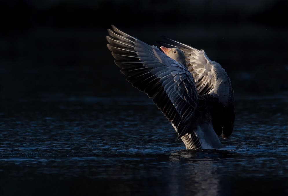 studying Goose behaviour