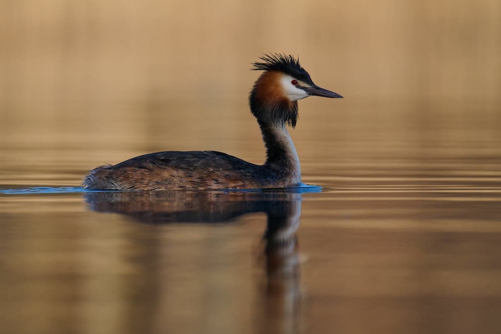 Grebe Soroe