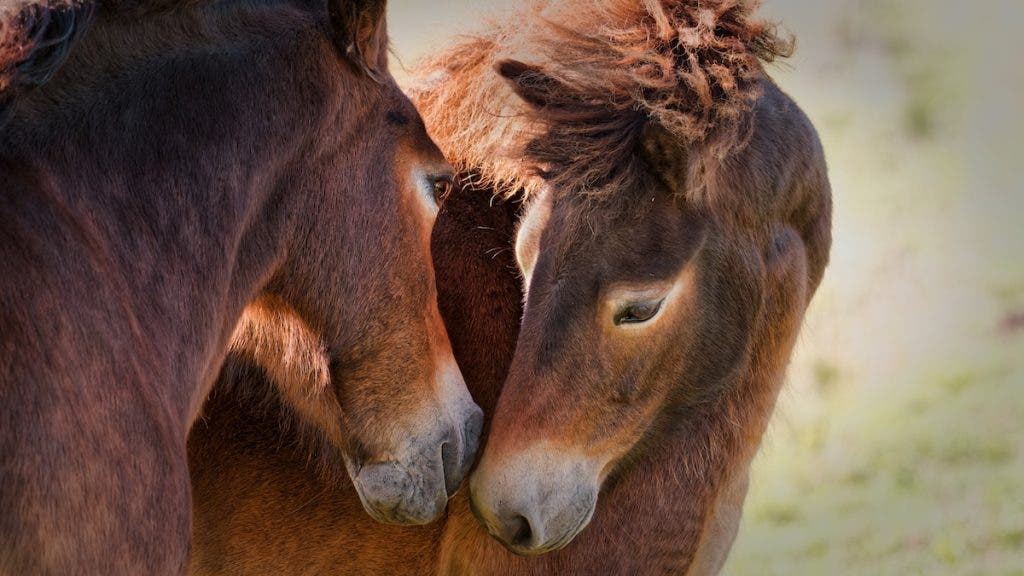 an option to photograph less skittish animals