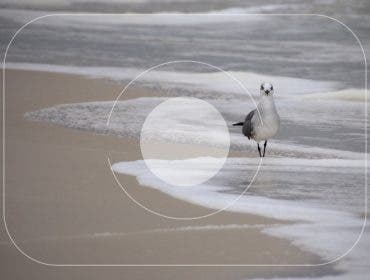 Photo of a bird with camera metering mode symbols overlaid.