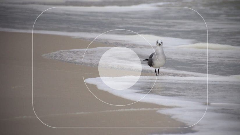 Photo of a bird with camera metering mode symbols overlaid.