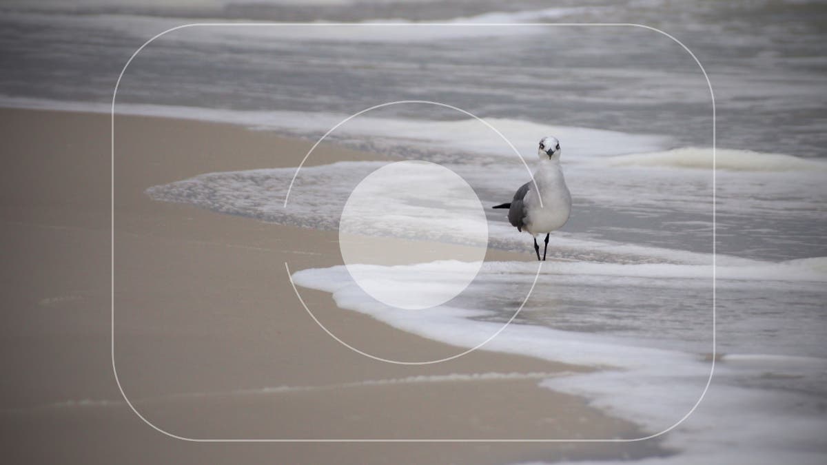 Photo of a bird with camera metering mode symbols overlaid.