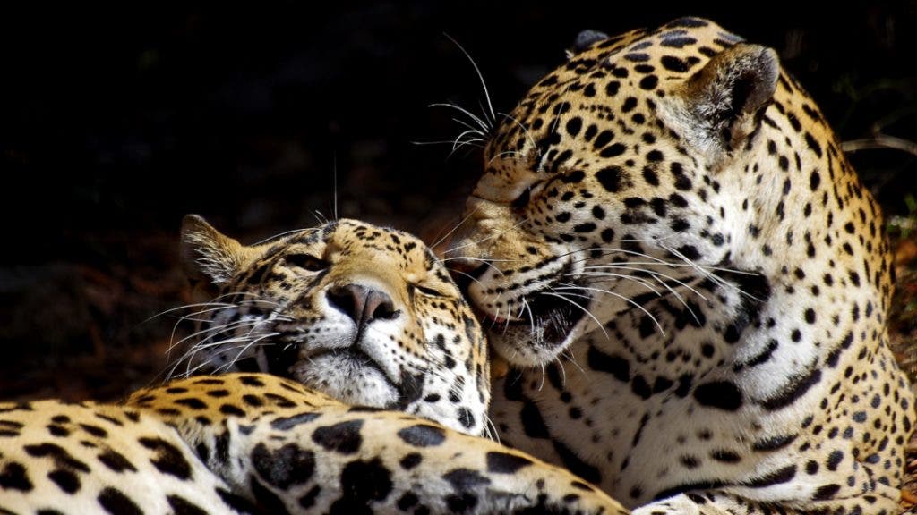 Getting closer to wildlife allows the photographer to capture two leopards bonding while relaxing.