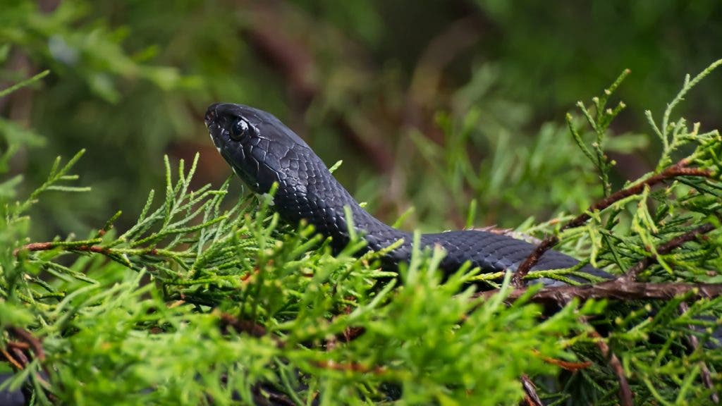 A Black Racer snake stalks prey from a Cedar tree limb.