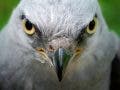 A Mississippi Kite stares at the viewer.