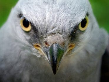 A Mississippi Kite stares at the viewer.