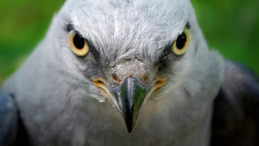 A Mississippi Kite stares at the viewer.