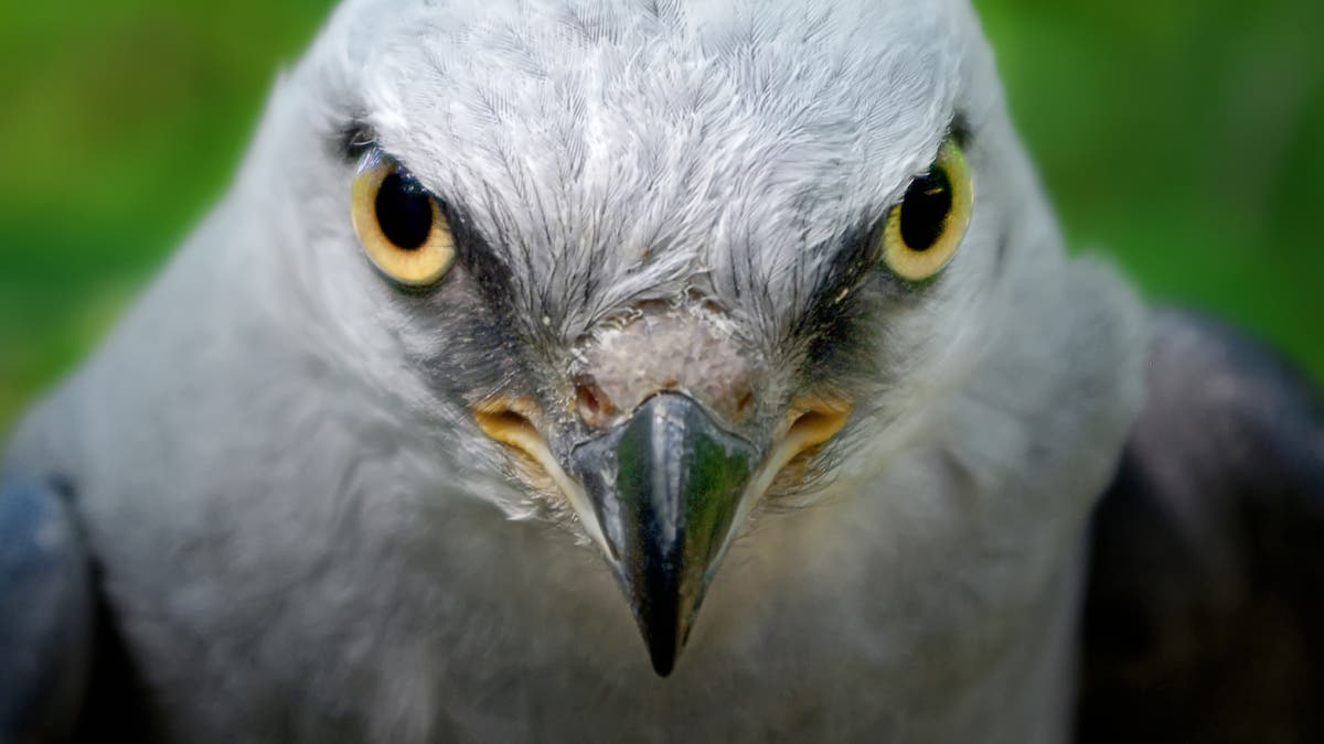 A Mississippi Kite stares at the viewer.