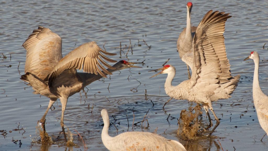Two Sandhill Cranes spar while others look on.