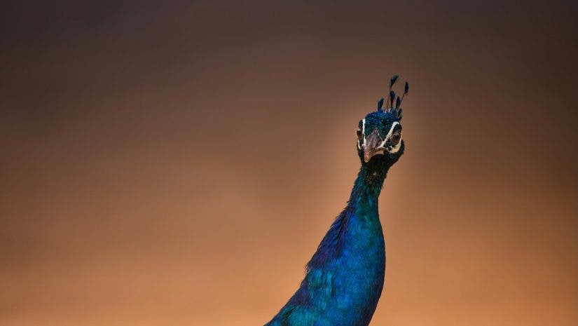 peacock staring straight at the camera