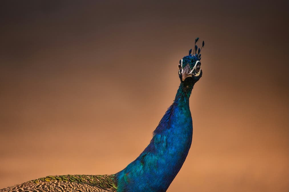 peacock staring straight at the camera