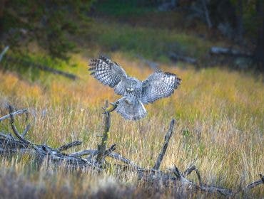 bird flaps its wings at the center of photo