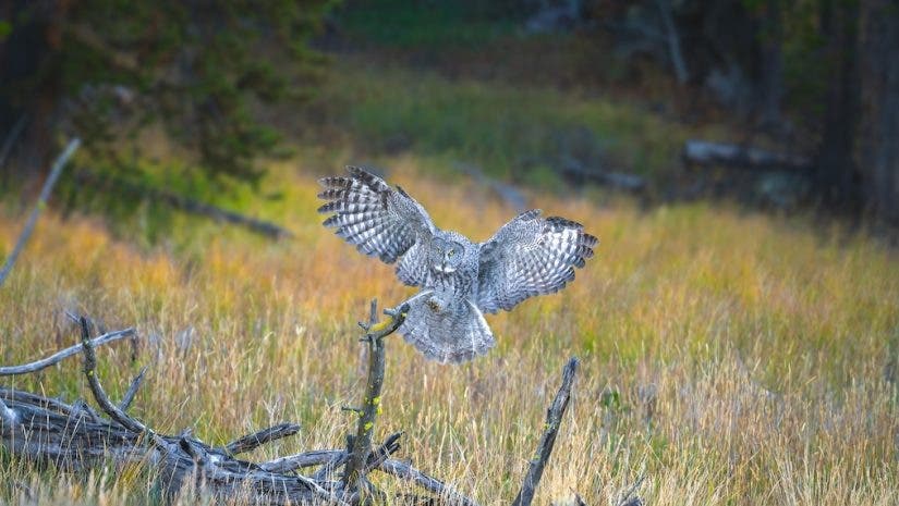 bird flaps its wings at the center of photo