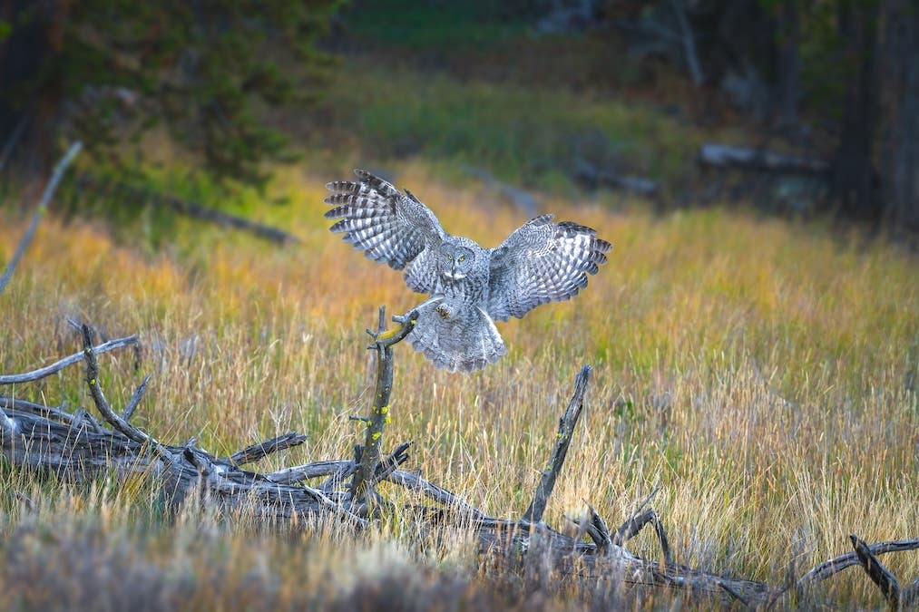 bird flaps its wings at the center of photo